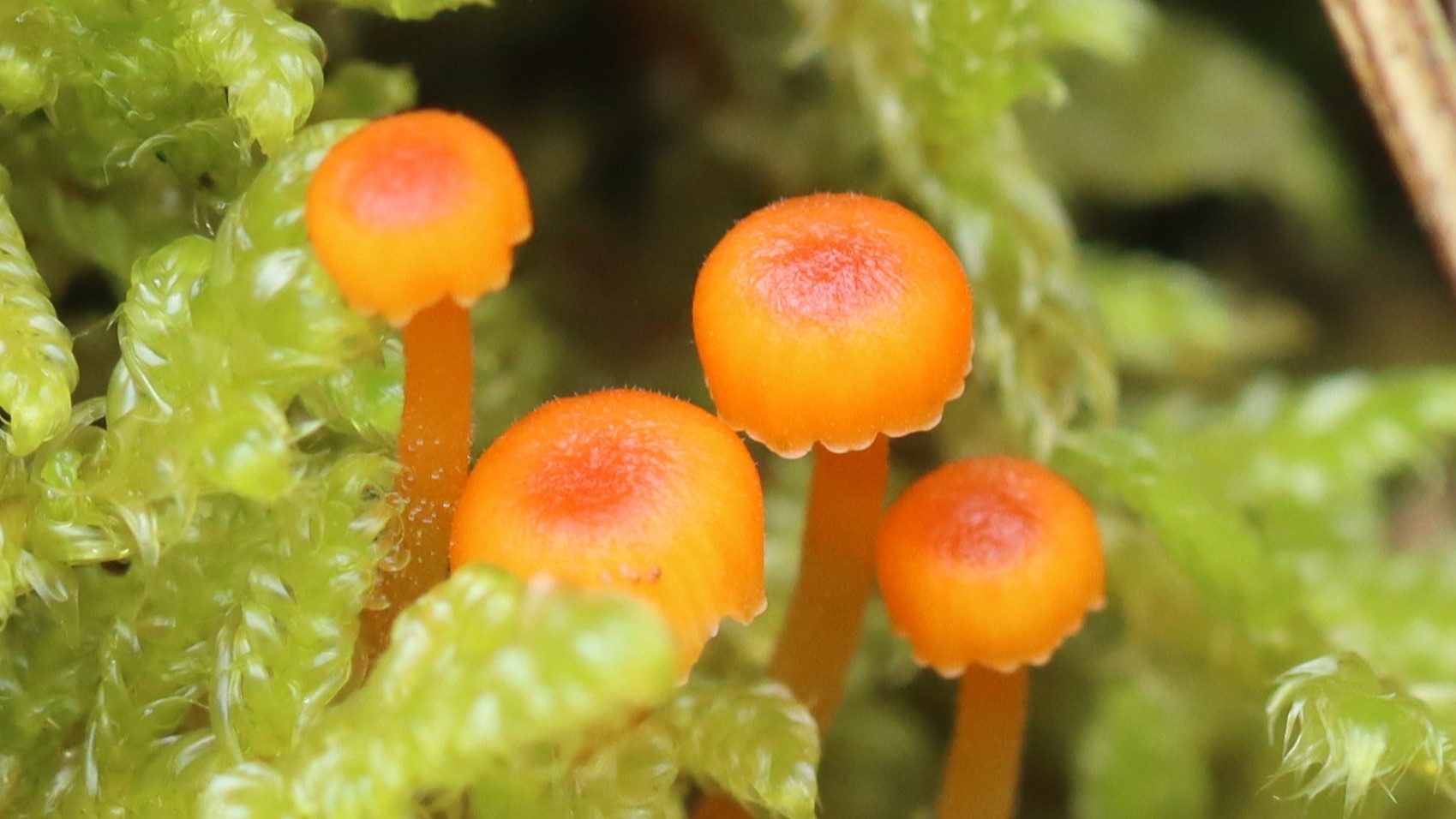 キノコなどの菌類