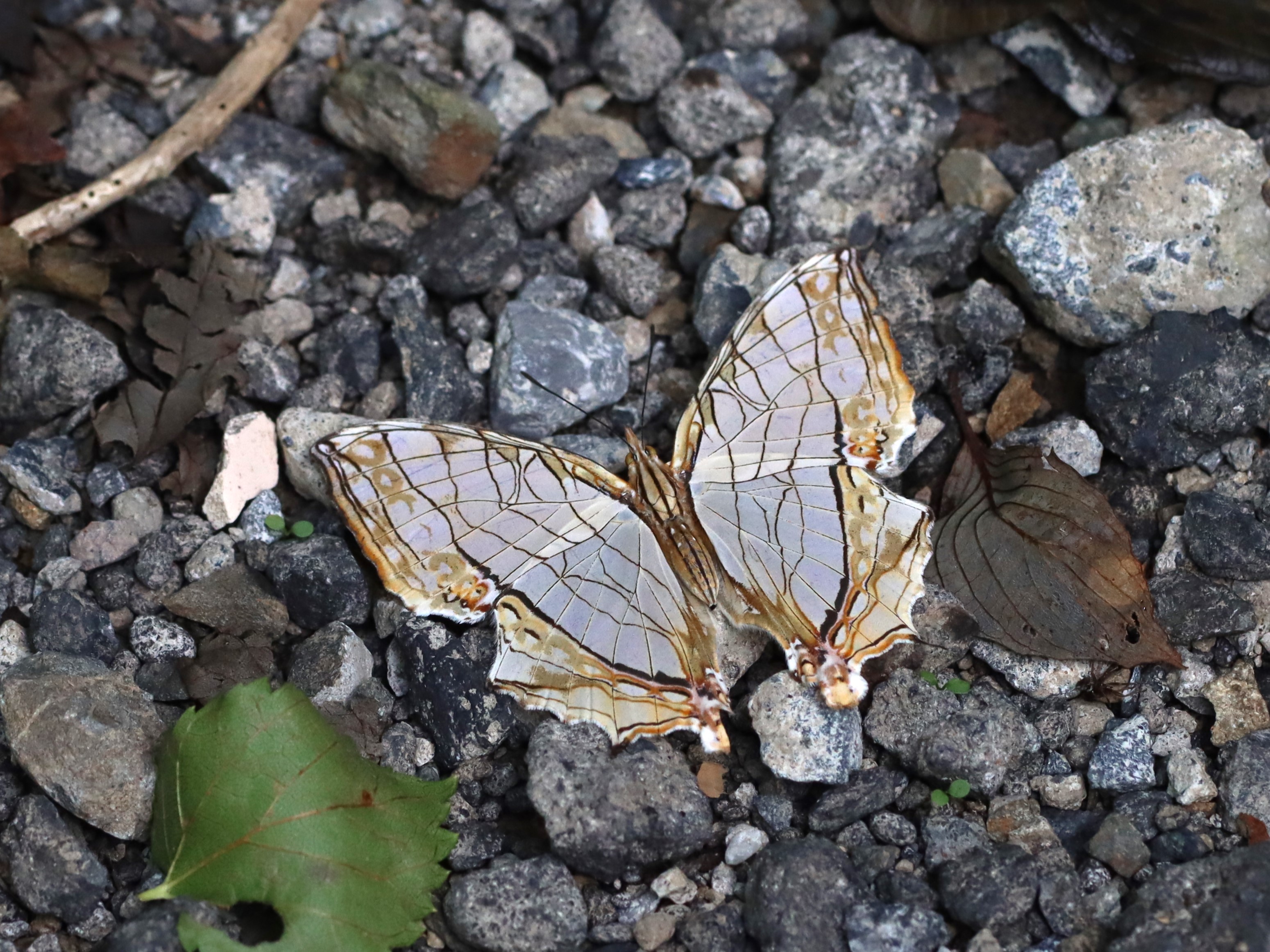 イシガケチョウ