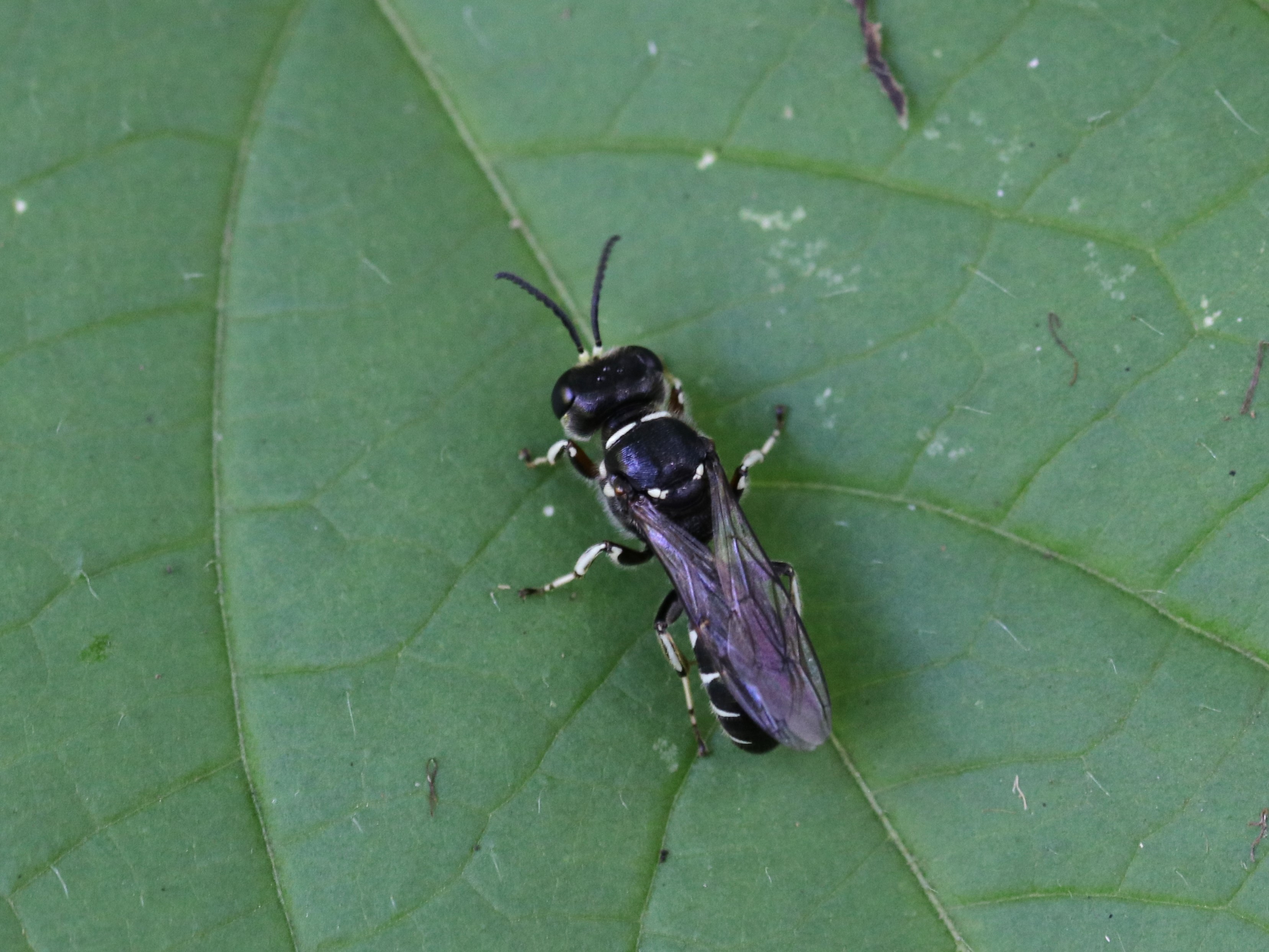 シロスジギングチ