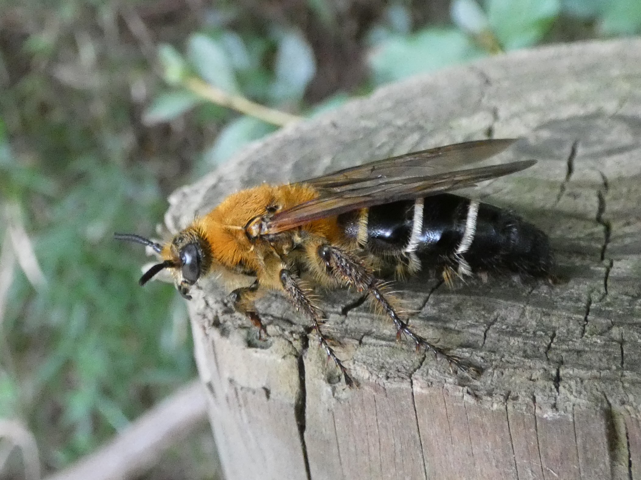 オオハラナガツチバチ