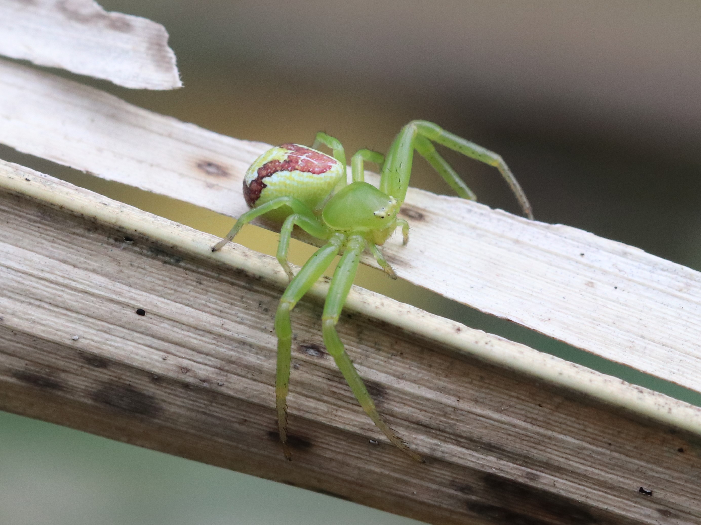 ハナグモ　Hanagumo ハナグモ