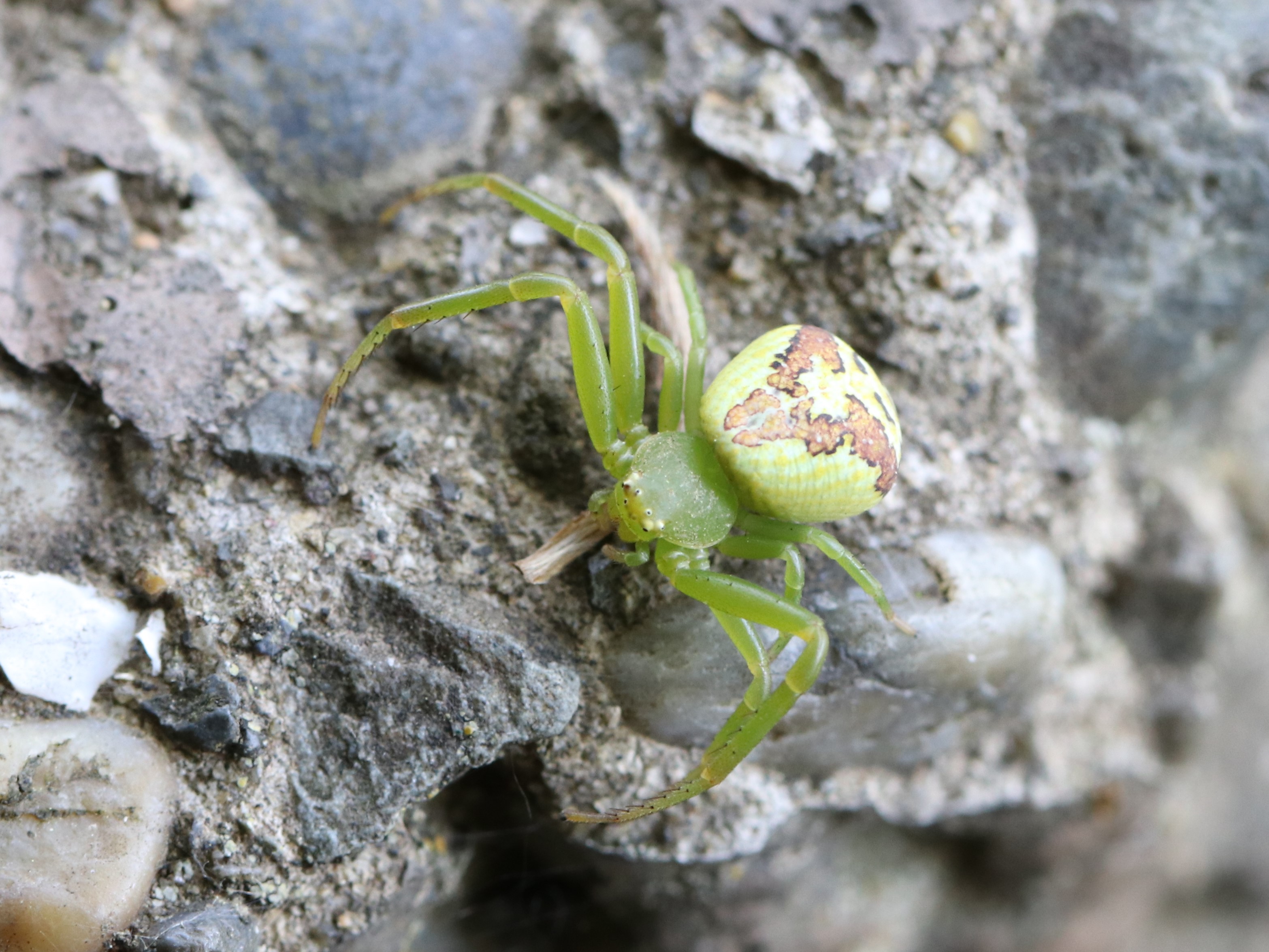 ハナグモ　Hanagumo ハナグモ