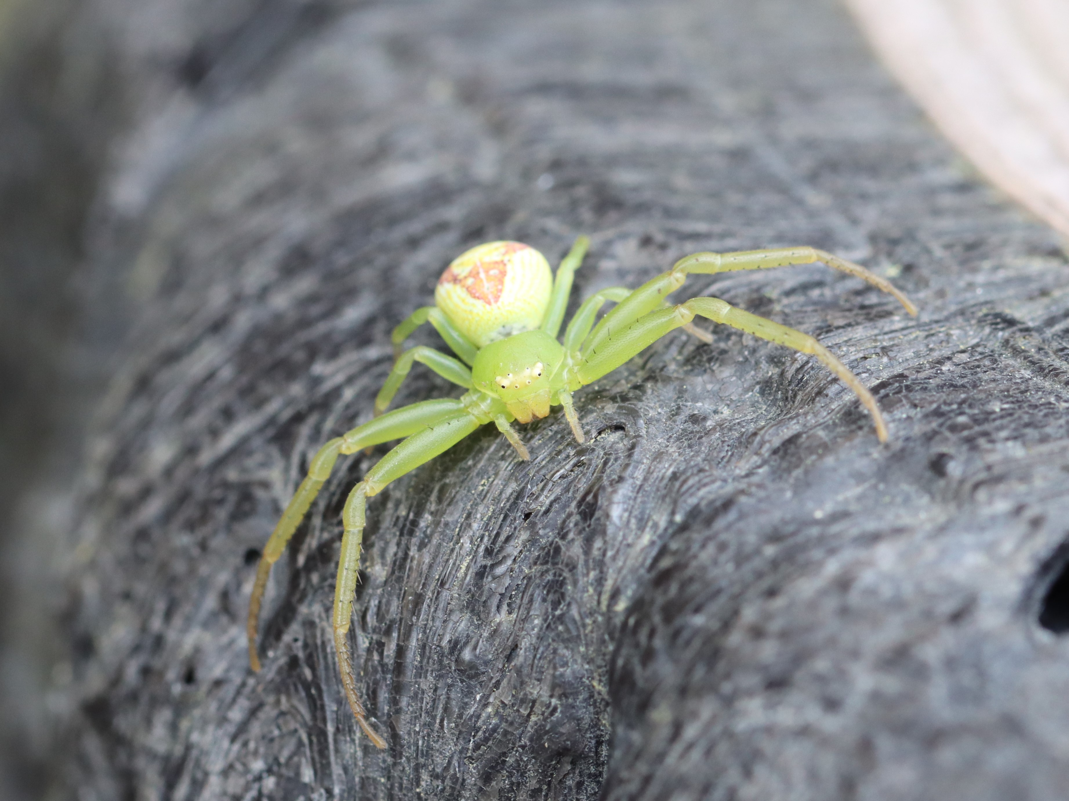 ハナグモ　Hanagumo ハナグモ